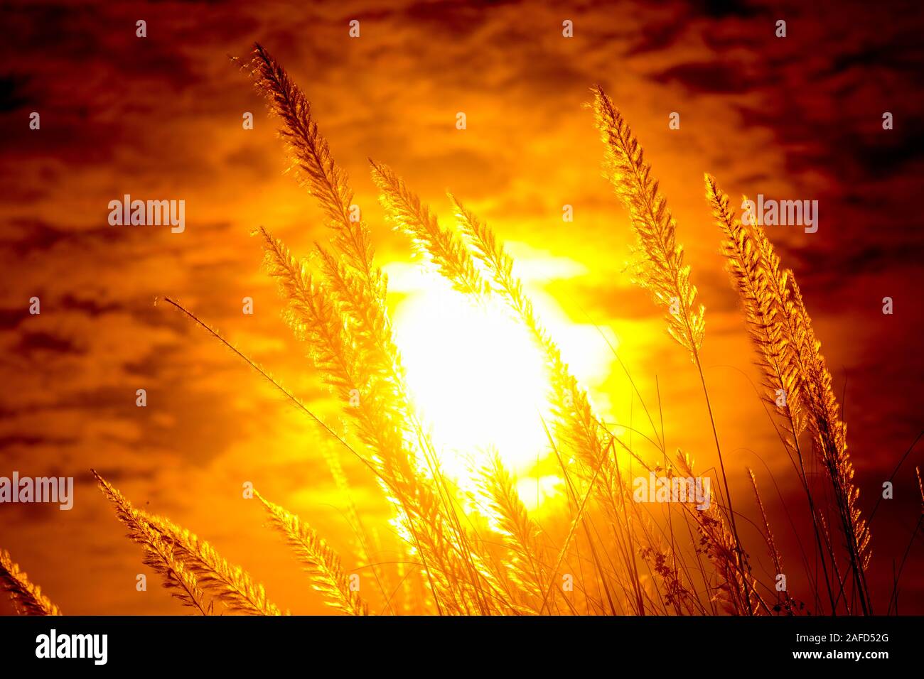 Chaton fleurs, herbe Kans (S. spontaneum) ou Kashful (en bengali) avec magnifique coucher du soleil à Chandpur, au Bangladesh. Banque D'Images