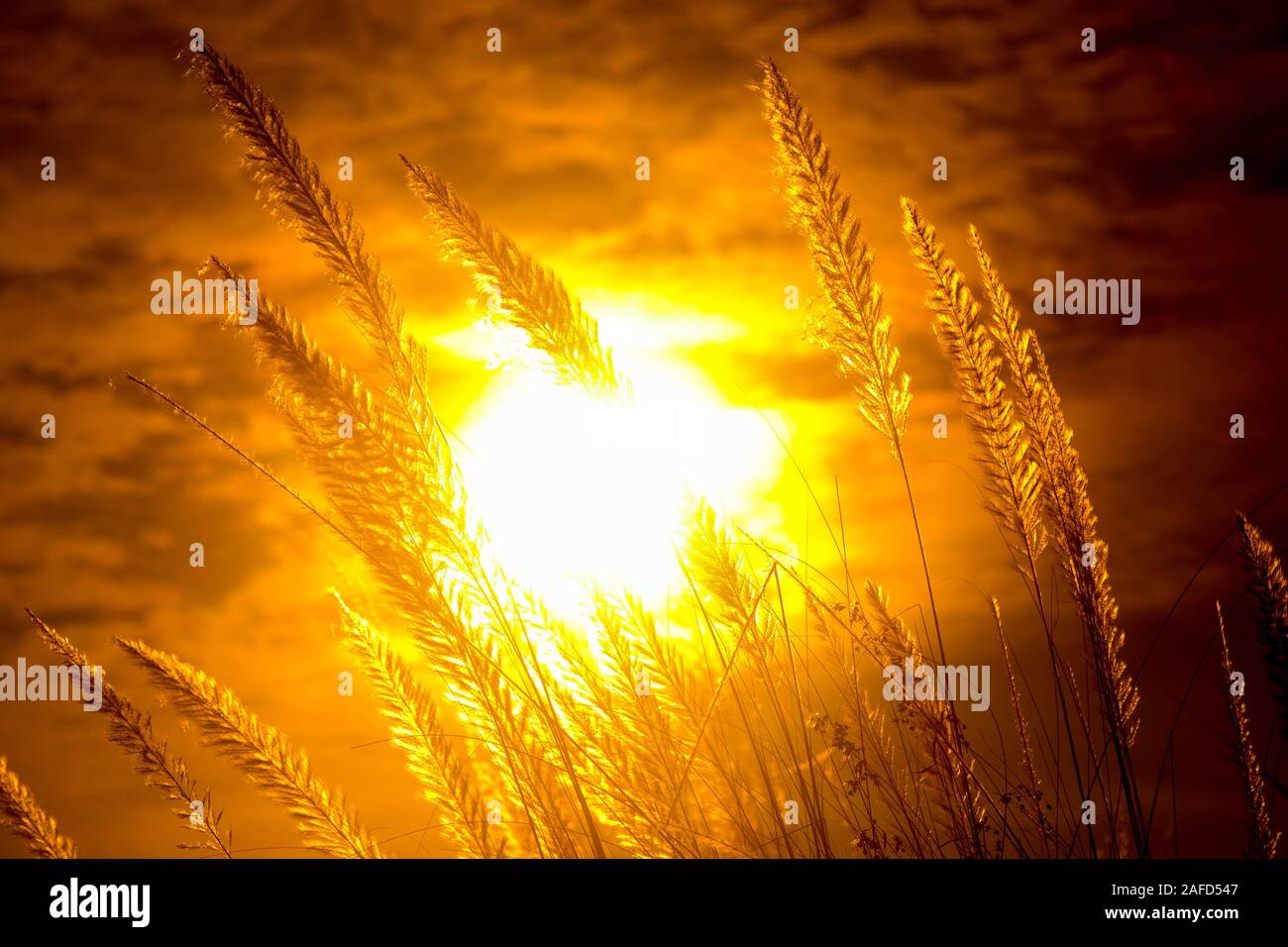 Chaton fleurs, herbe Kans (S. spontaneum) ou Kashful (en bengali) avec magnifique coucher du soleil à Chandpur, au Bangladesh. Banque D'Images