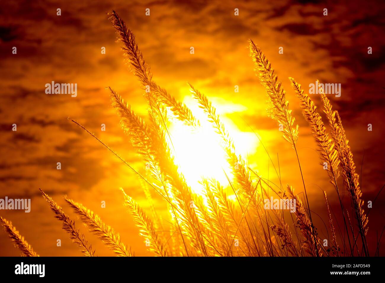 Chaton fleurs, herbe Kans (S. spontaneum) ou Kashful (en bengali) avec magnifique coucher du soleil à Chandpur, au Bangladesh. Banque D'Images