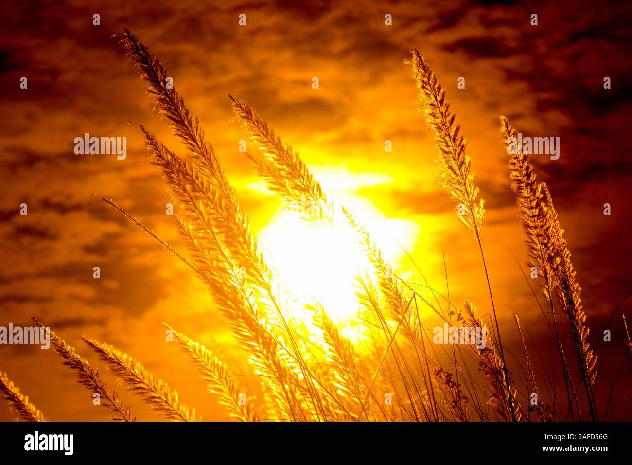 Chaton fleurs, herbe Kans (S. spontaneum) ou Kashful (en bengali) avec magnifique coucher du soleil à Chandpur, au Bangladesh. Banque D'Images