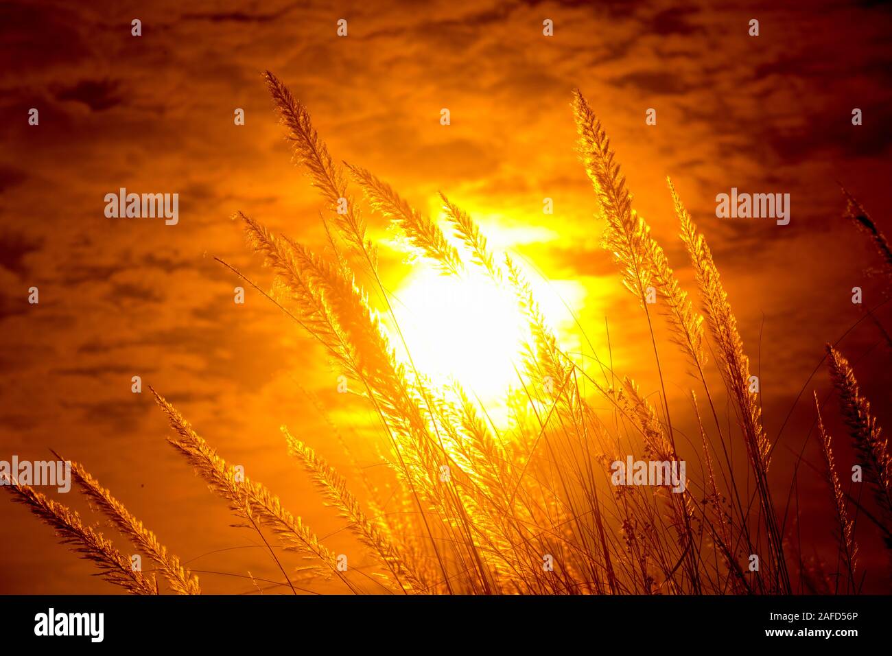 Chaton fleurs, herbe Kans (S. spontaneum) ou Kashful (en bengali) avec magnifique coucher du soleil à Chandpur, au Bangladesh. Banque D'Images