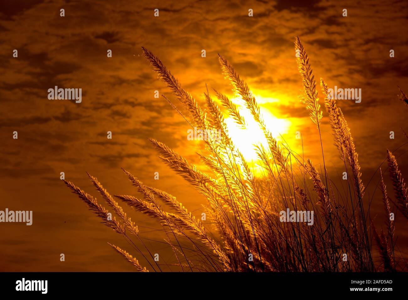 Chaton fleurs, herbe Kans (S. spontaneum) ou Kashful (en bengali) avec magnifique coucher du soleil à Chandpur, au Bangladesh. Banque D'Images
