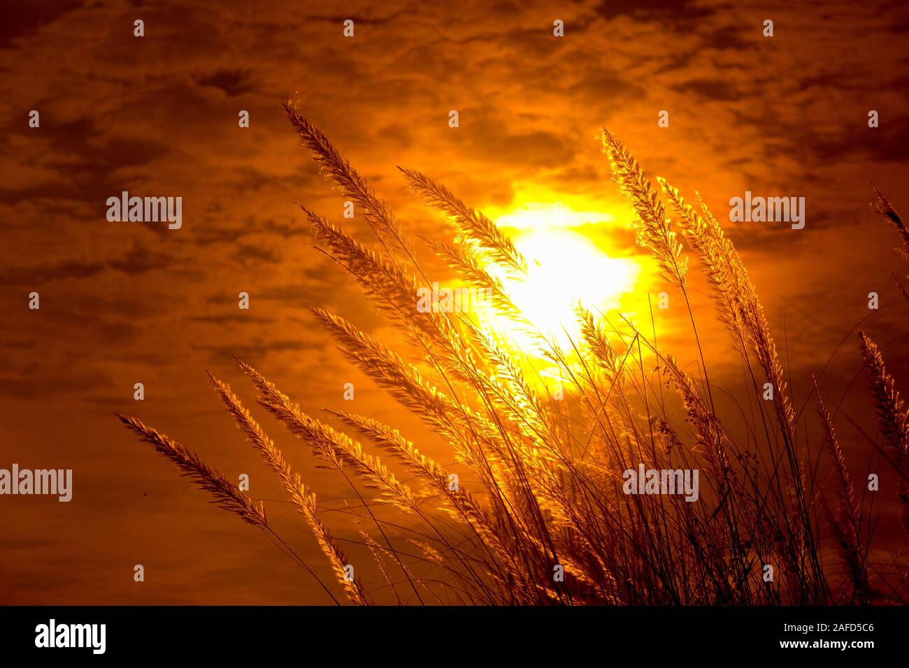 Chaton fleurs, herbe Kans (S. spontaneum) ou Kashful (en bengali) avec magnifique coucher du soleil à Chandpur, au Bangladesh. Banque D'Images