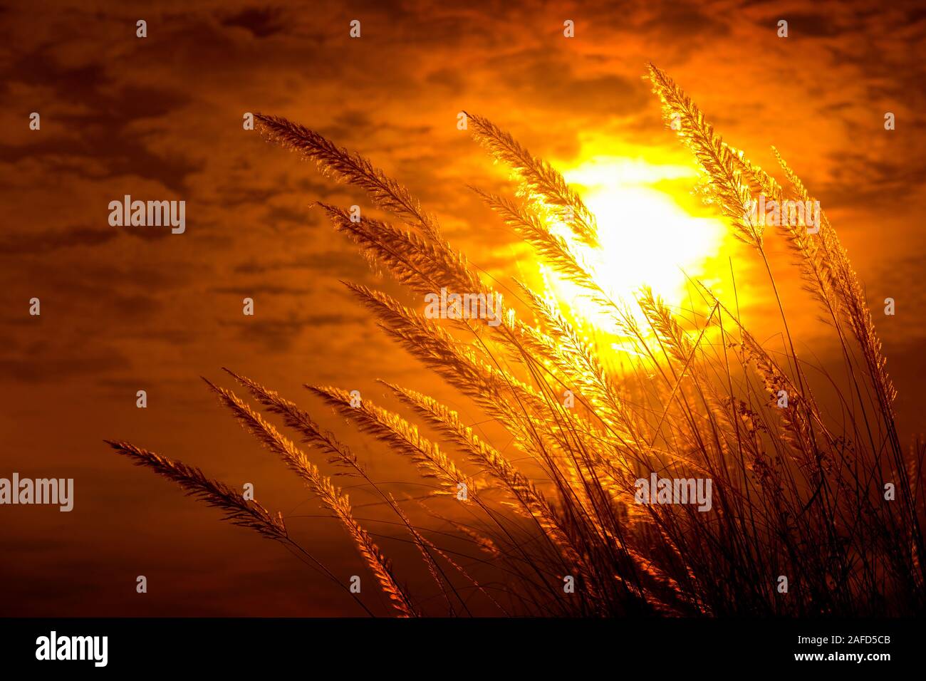 Chaton fleurs, herbe Kans (S. spontaneum) ou Kashful (en bengali) avec magnifique coucher du soleil à Chandpur, au Bangladesh. Banque D'Images