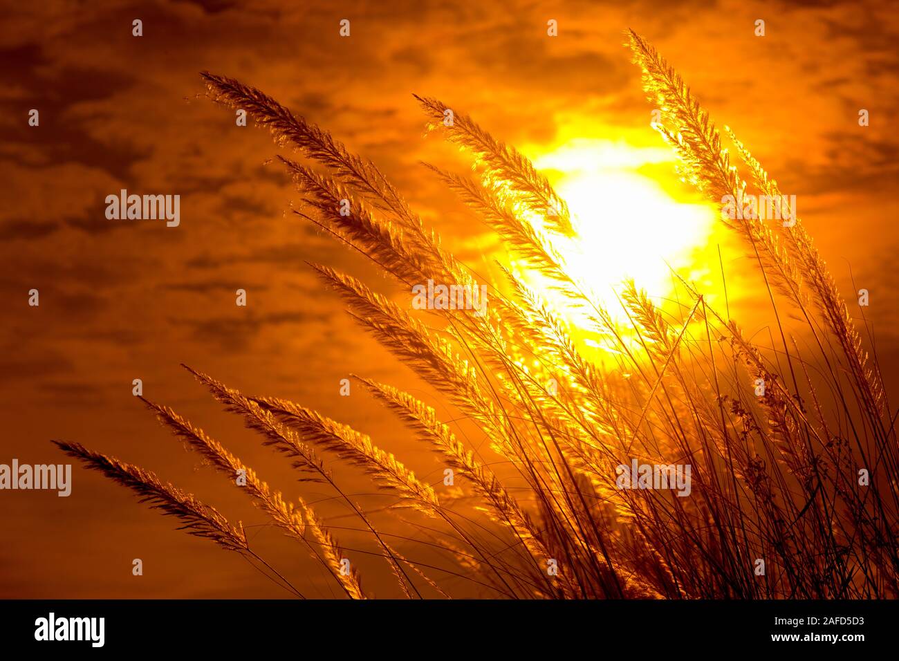 Chaton fleurs, herbe Kans (S. spontaneum) ou Kashful (en bengali) avec magnifique coucher du soleil à Chandpur, au Bangladesh. Banque D'Images