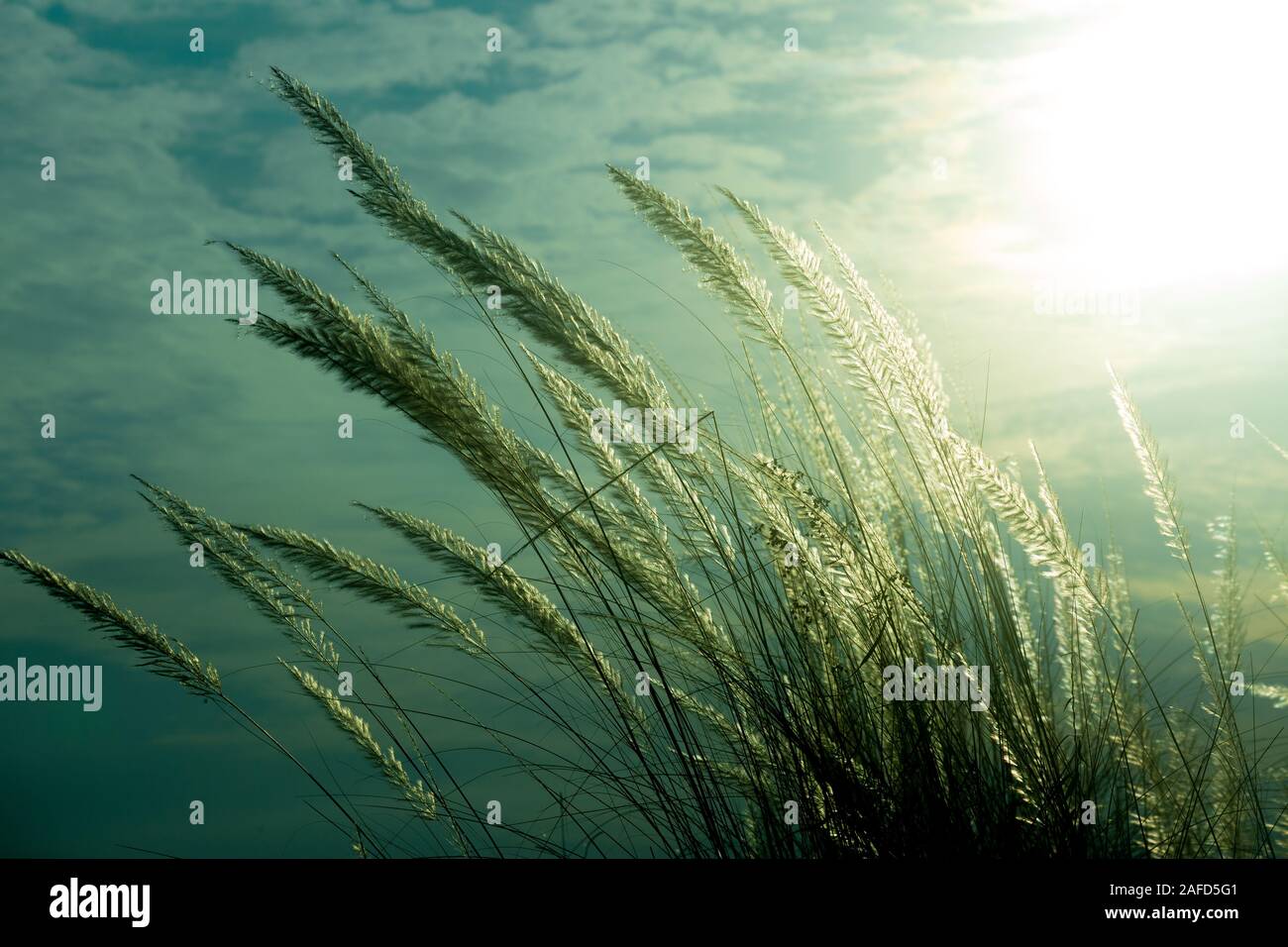 Chaton fleurs, herbe Kans (S. spontaneum) ou Kashful (en bengali) avec une belle lumière à Moody, Chandpur, Bangladesh. Banque D'Images
