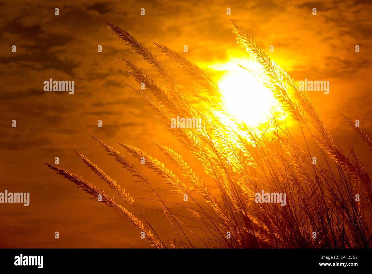 Chaton fleurs, herbe Kans (S. spontaneum) ou Kashful (en bengali) avec magnifique coucher du soleil à Chandpur, au Bangladesh. Banque D'Images