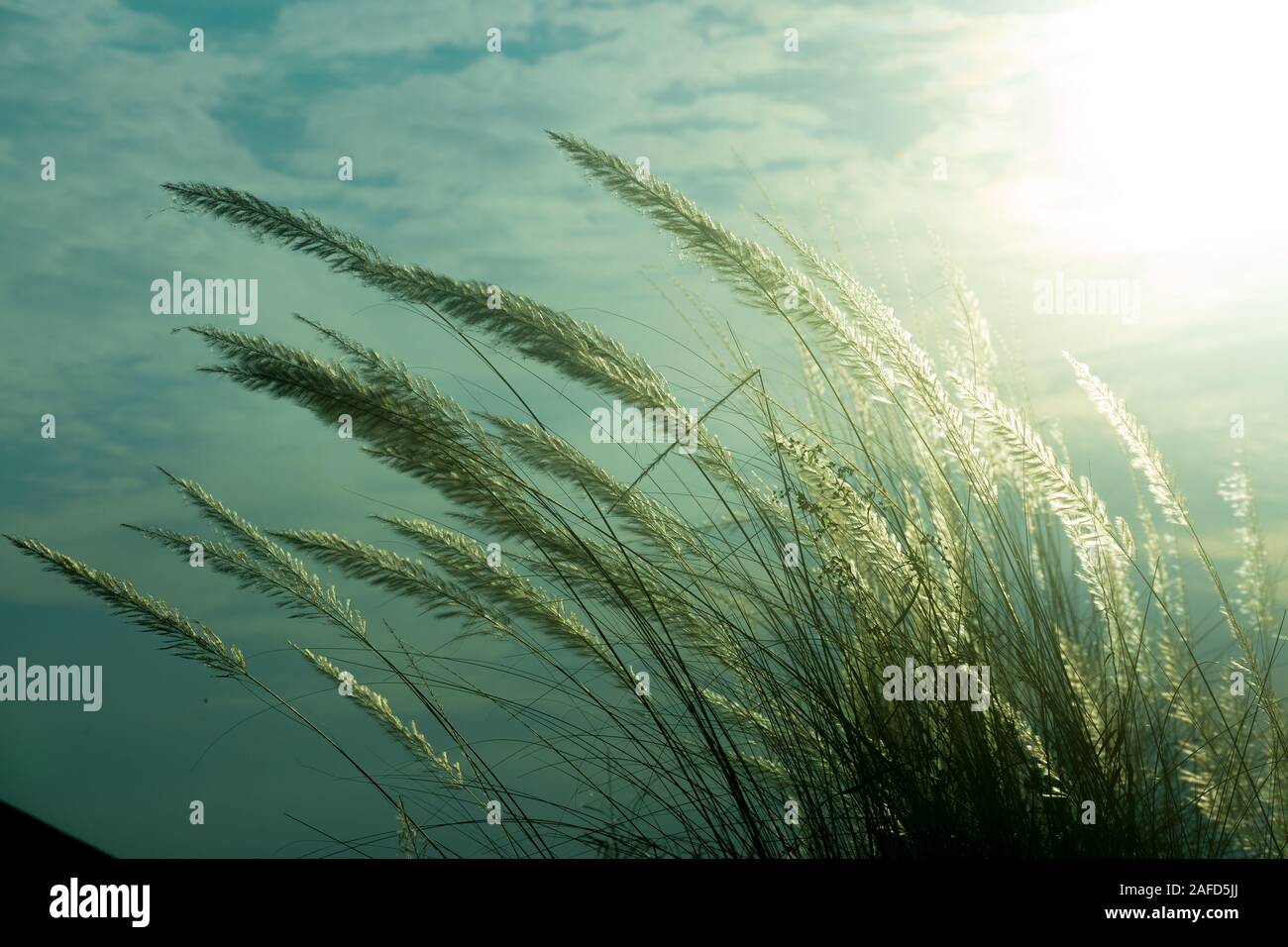Chaton fleurs, herbe Kans (S. spontaneum) ou Kashful (en bengali) avec une belle lumière à Moody, Chandpur, Bangladesh. Banque D'Images