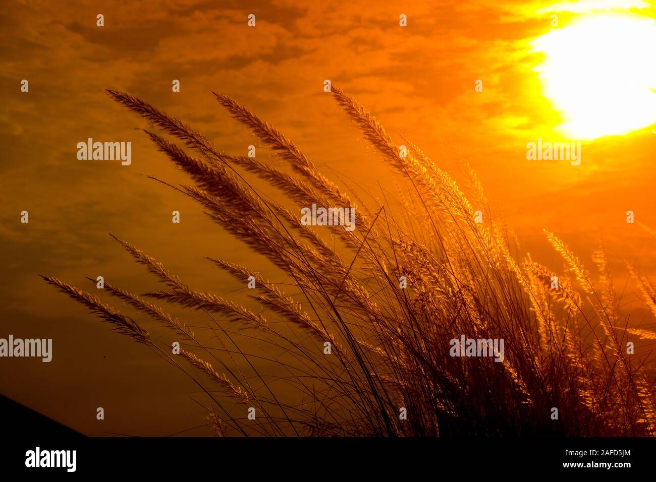 Chaton fleurs, herbe Kans (S. spontaneum) ou Kashful (en bengali) avec magnifique coucher du soleil à Chandpur, au Bangladesh. Banque D'Images