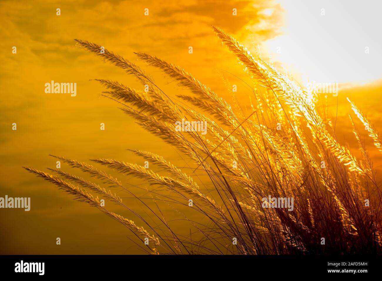 Chaton fleurs, herbe Kans (S. spontaneum) ou Kashful (en bengali) avec magnifique coucher du soleil à Chandpur, au Bangladesh. Banque D'Images
