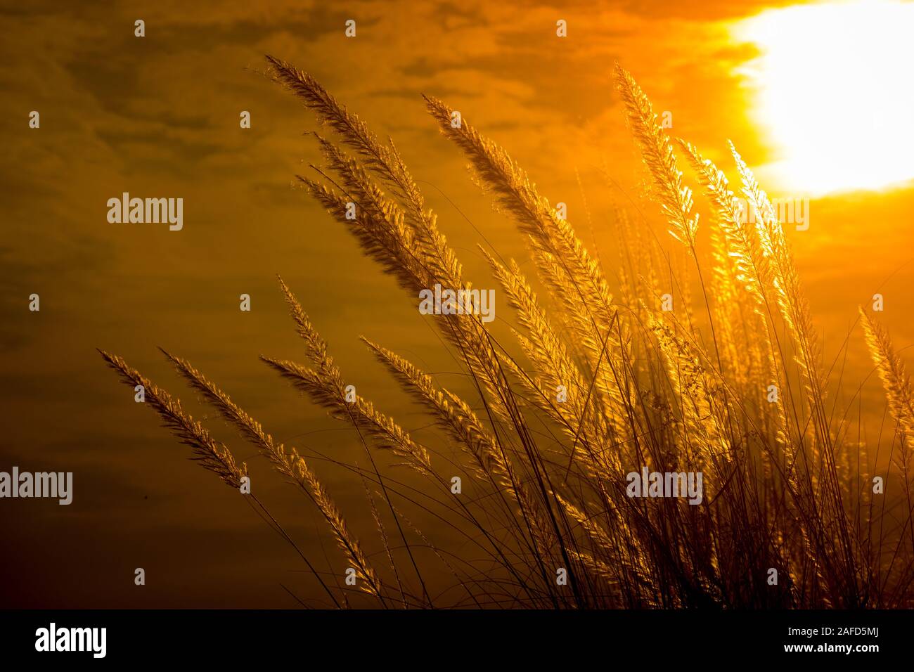 Chaton fleurs, herbe Kans (S. spontaneum) ou Kashful (en bengali) avec magnifique coucher du soleil à Chandpur, au Bangladesh. Banque D'Images