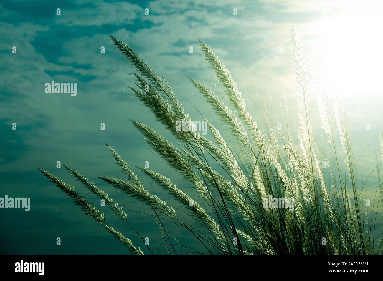 Chaton fleurs, herbe Kans (S. spontaneum) ou Kashful (en bengali) avec une belle lumière à Moody, Chandpur, Bangladesh. Banque D'Images
