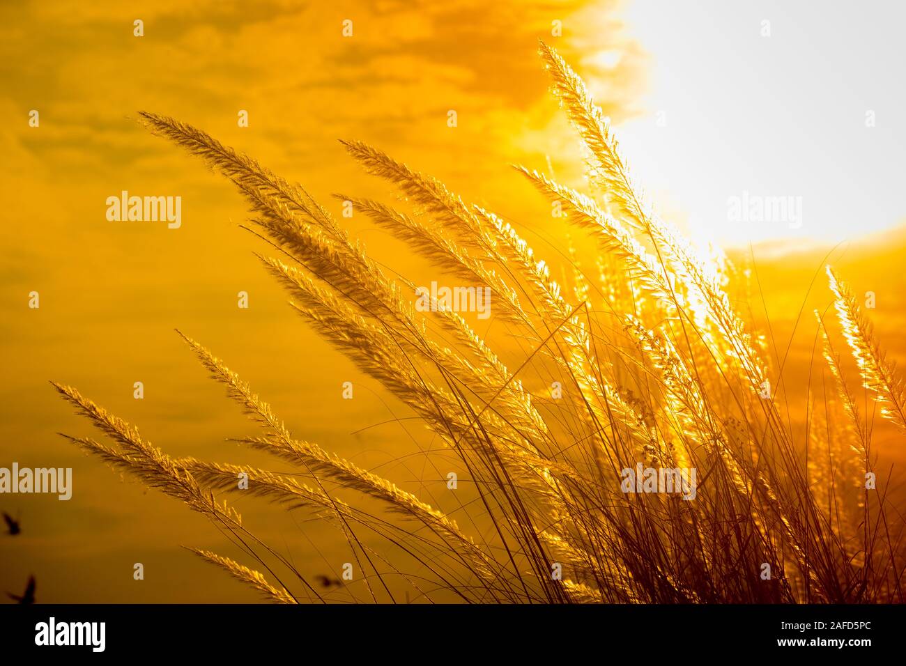 Chaton fleurs, herbe Kans (S. spontaneum) ou Kashful (en bengali) avec magnifique coucher du soleil à Chandpur, au Bangladesh. Banque D'Images