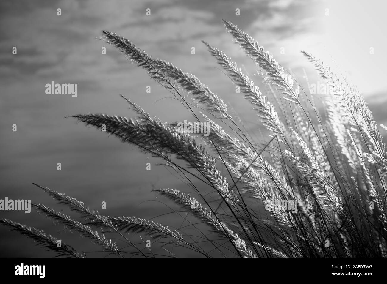 Chaton fleurs, herbe Kans (S. spontaneum) ou Kashful (en bengali) avec magnifique coucher du soleil à Chandpur, au Bangladesh. Banque D'Images