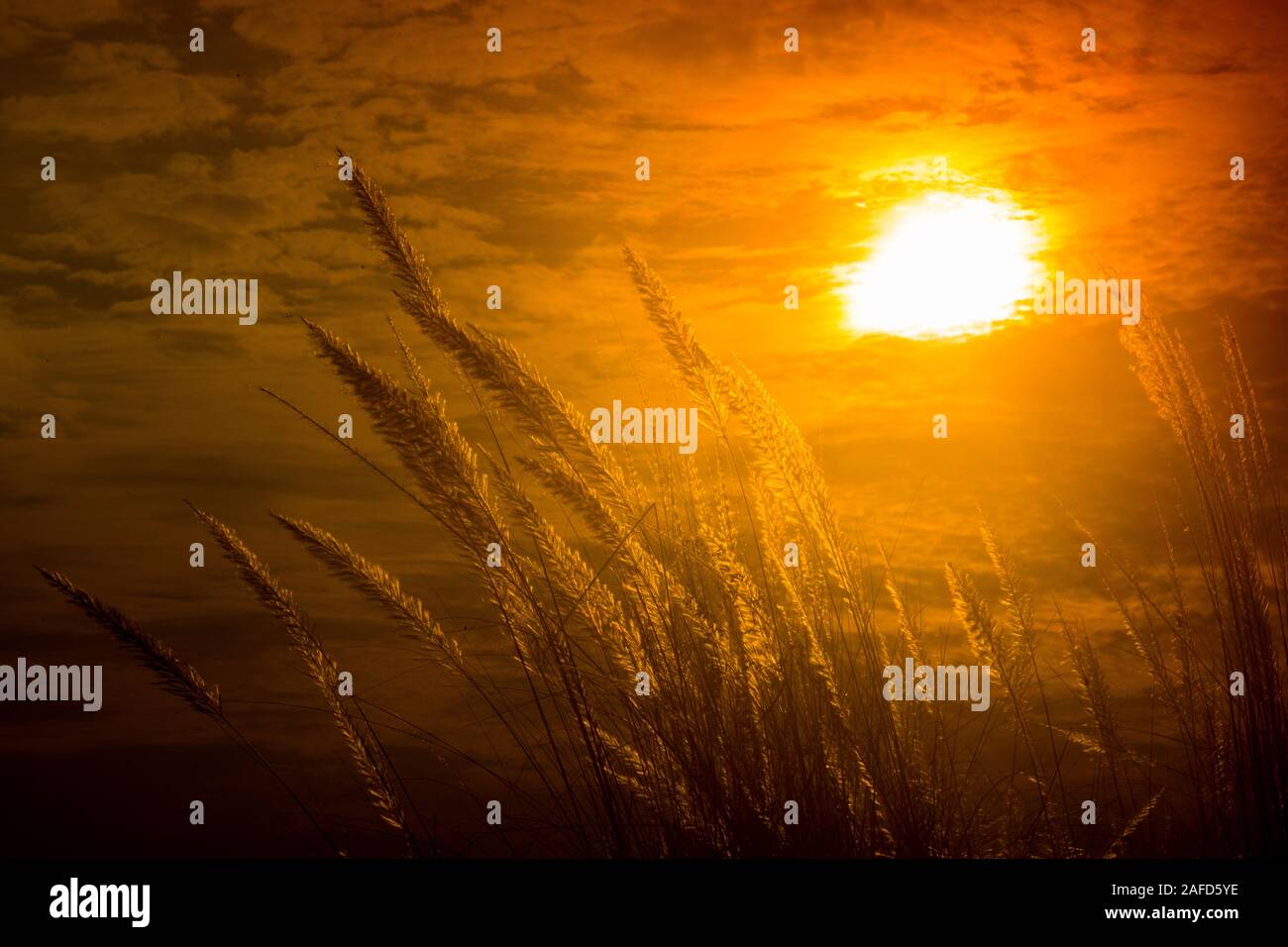 Chaton fleurs, herbe Kans (S. spontaneum) ou Kashful (en bengali) avec magnifique coucher du soleil à Chandpur, au Bangladesh. Banque D'Images