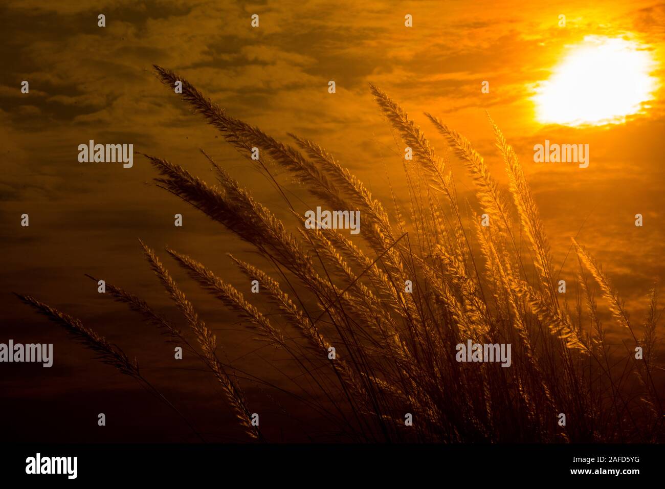 Chaton fleurs, herbe Kans (S. spontaneum) ou Kashful (en bengali) avec magnifique coucher du soleil à Chandpur, au Bangladesh. Banque D'Images