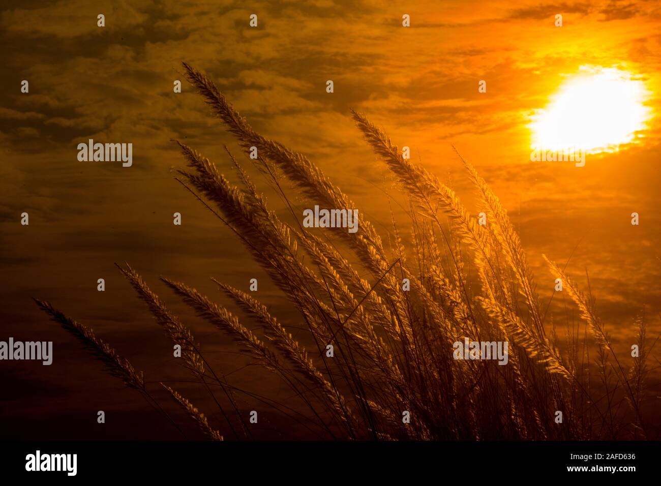 Chaton fleurs, herbe Kans (S. spontaneum) ou Kashful (en bengali) avec magnifique coucher du soleil à Chandpur, au Bangladesh. Banque D'Images