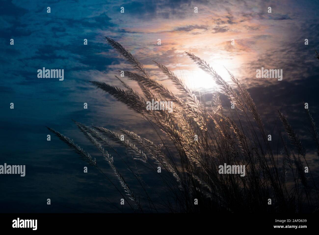 Chaton fleurs, herbe Kans (S. spontaneum) ou Kashful (en bengali) avec une belle lumière à Moody, Chandpur, Bangladesh. Banque D'Images