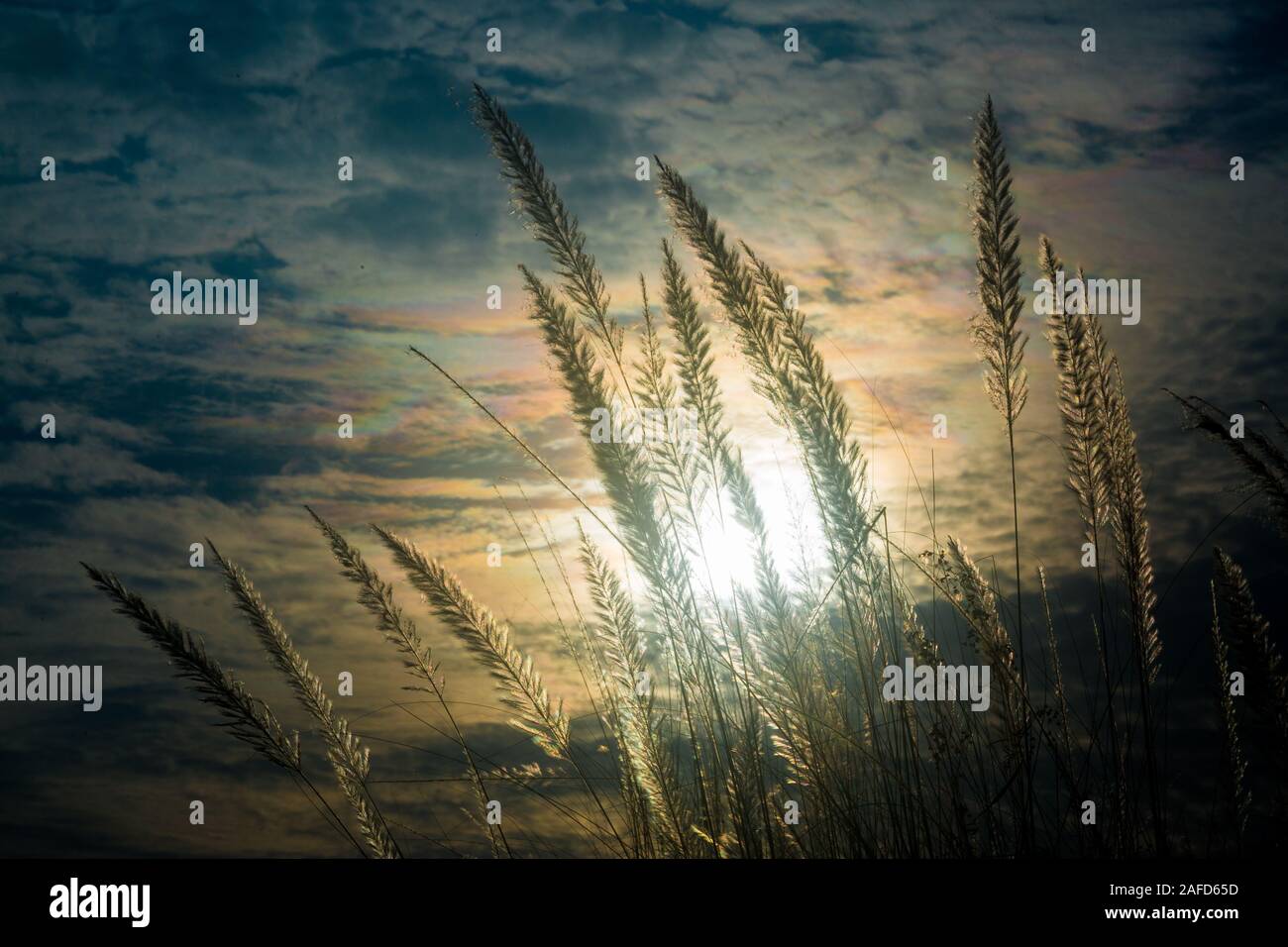 Chaton fleurs, herbe Kans (S. spontaneum) ou Kashful (en bengali) avec une belle lumière à Moody, Chandpur, Bangladesh. Banque D'Images