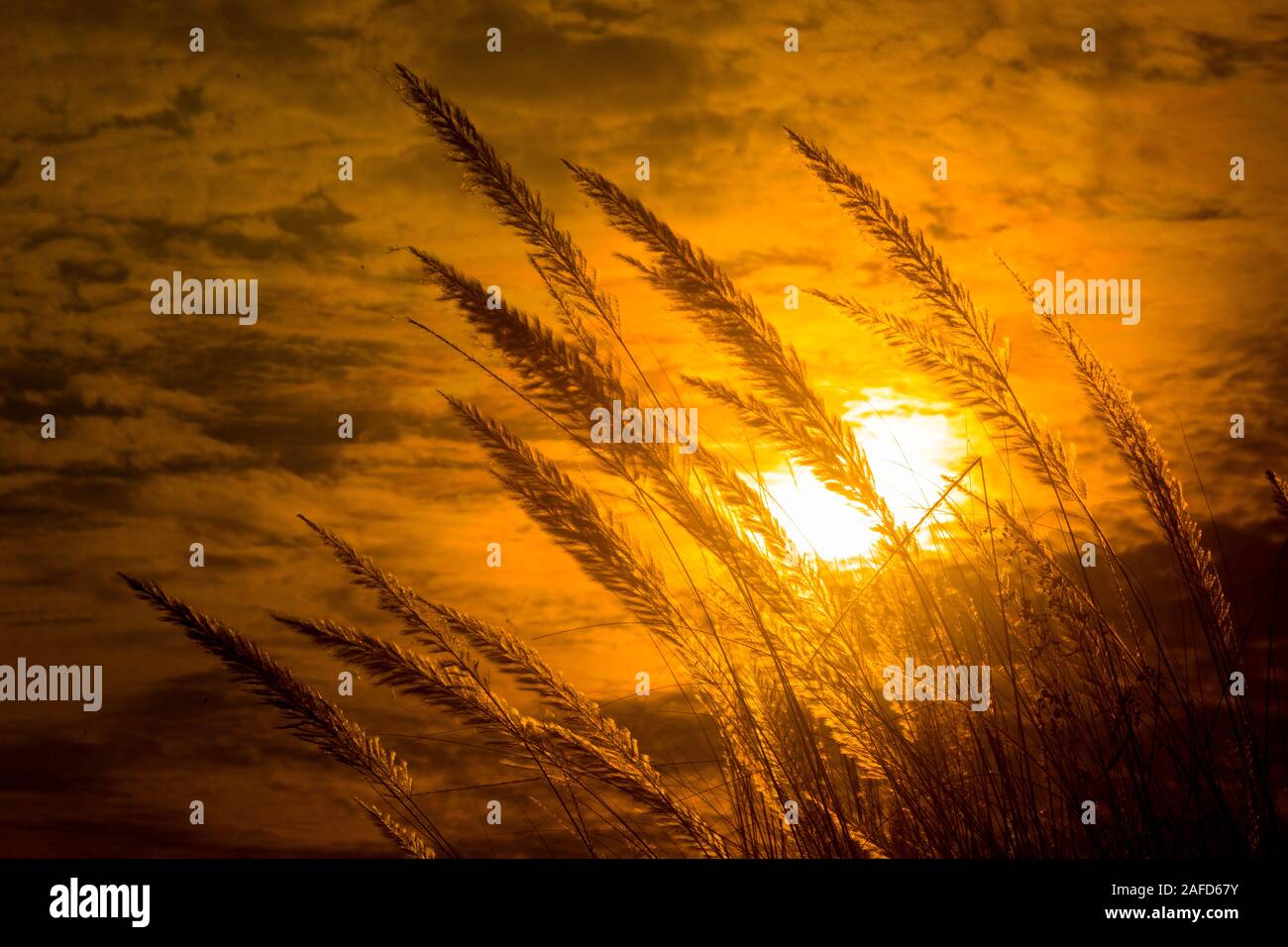 Chaton fleurs, herbe Kans (S. spontaneum) ou Kashful (en bengali) avec magnifique coucher du soleil à Chandpur, au Bangladesh. Banque D'Images