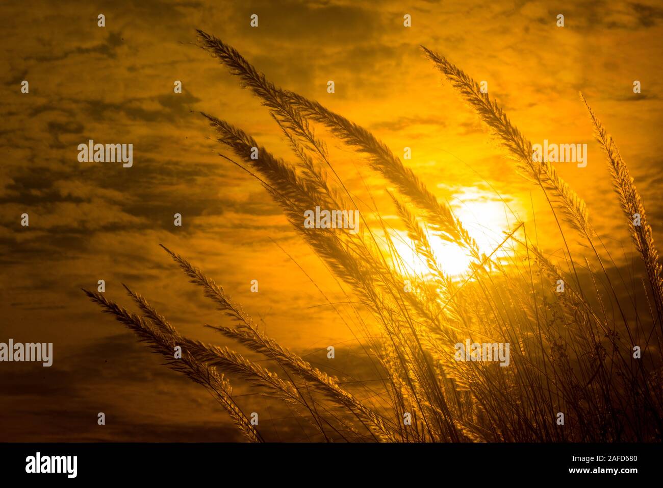 Chaton fleurs, herbe Kans (S. spontaneum) ou Kashful (en bengali) avec magnifique coucher du soleil à Chandpur, au Bangladesh. Banque D'Images
