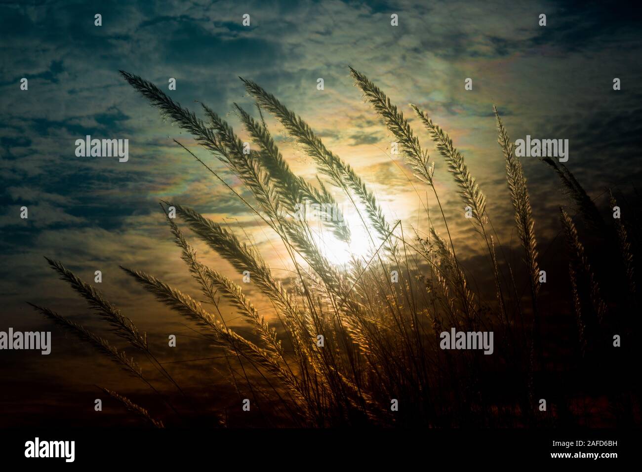 Chaton fleurs, herbe Kans (S. spontaneum) ou Kashful (en bengali) avec magnifique coucher du soleil à Chandpur, au Bangladesh. Banque D'Images