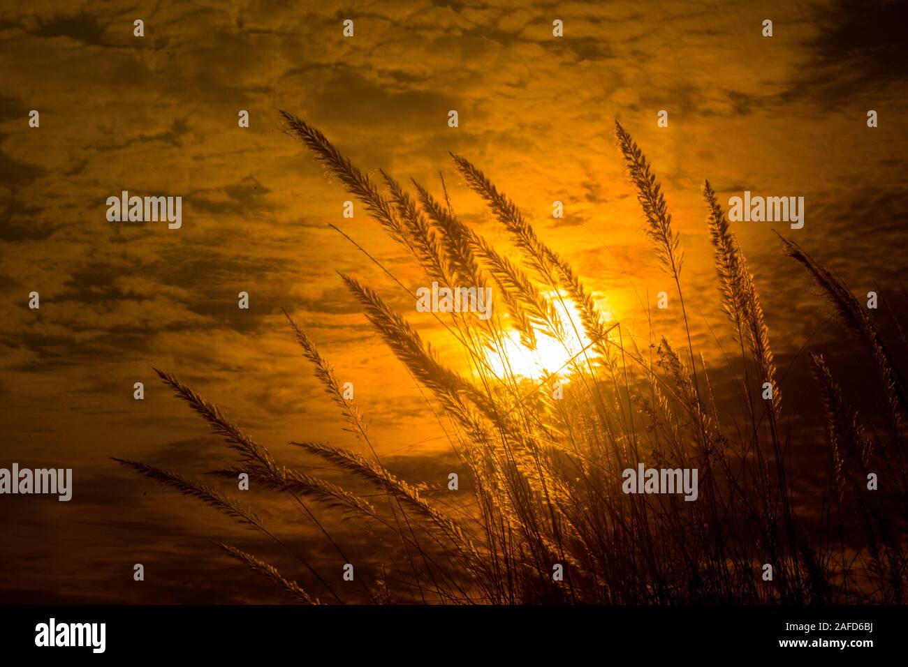 Chaton fleurs, herbe Kans (S. spontaneum) ou Kashful (en bengali) avec magnifique coucher du soleil à Chandpur, au Bangladesh. Banque D'Images