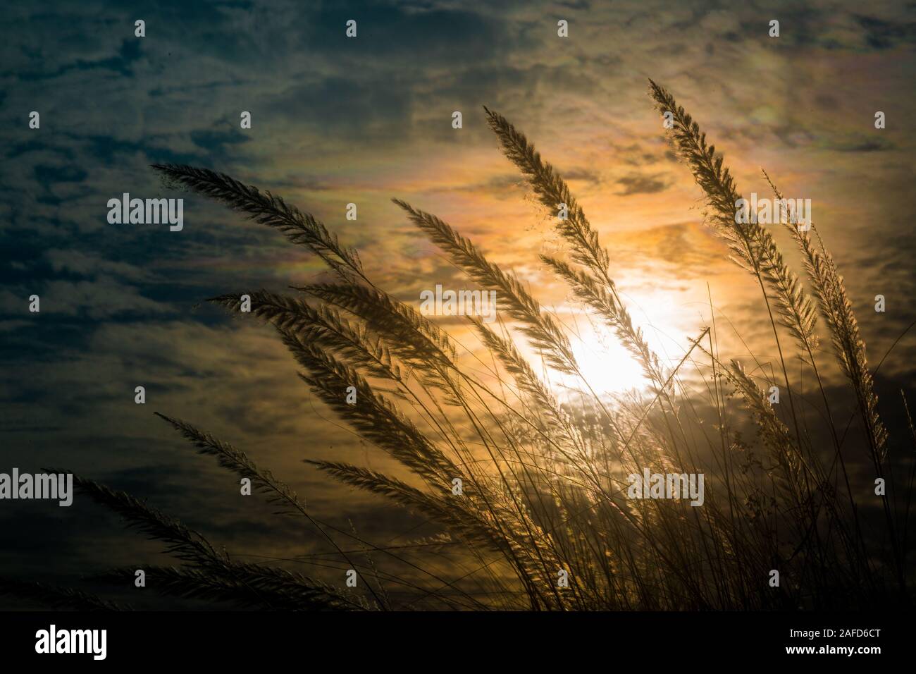 Chaton fleurs, herbe Kans (S. spontaneum) ou Kashful (en bengali) avec magnifique coucher du soleil à Chandpur, au Bangladesh. Banque D'Images