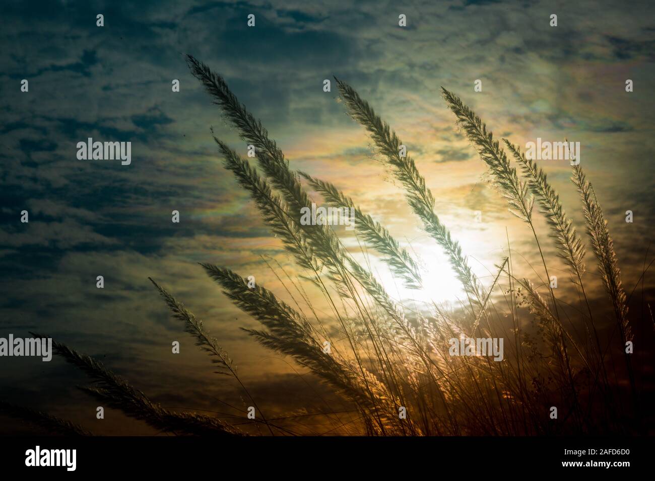 Chaton fleurs, herbe Kans (S. spontaneum) ou Kashful (en bengali) avec magnifique coucher du soleil à Chandpur, au Bangladesh. Banque D'Images