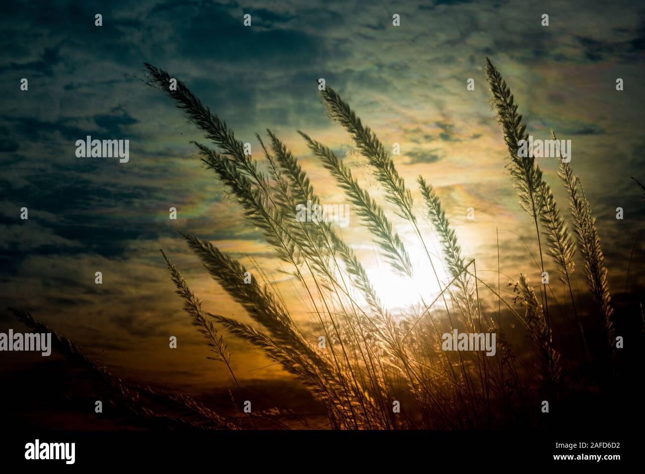 Chaton fleurs, herbe Kans (S. spontaneum) ou Kashful (en bengali) avec magnifique coucher du soleil à Chandpur, au Bangladesh. Banque D'Images