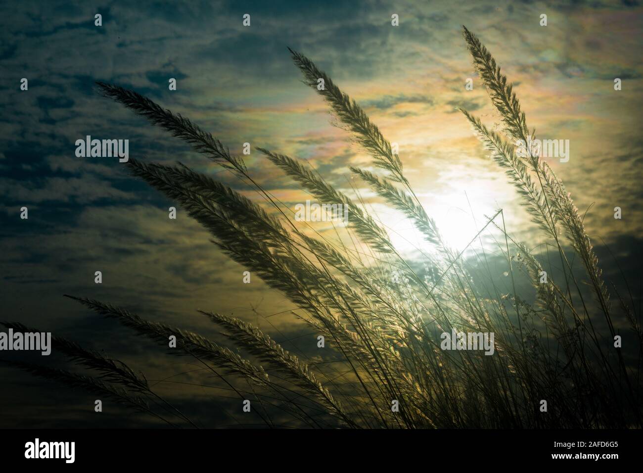 Chaton fleurs, herbe Kans (S. spontaneum) ou Kashful (en bengali) avec une belle lumière à Moody, Chandpur, Bangladesh. Banque D'Images