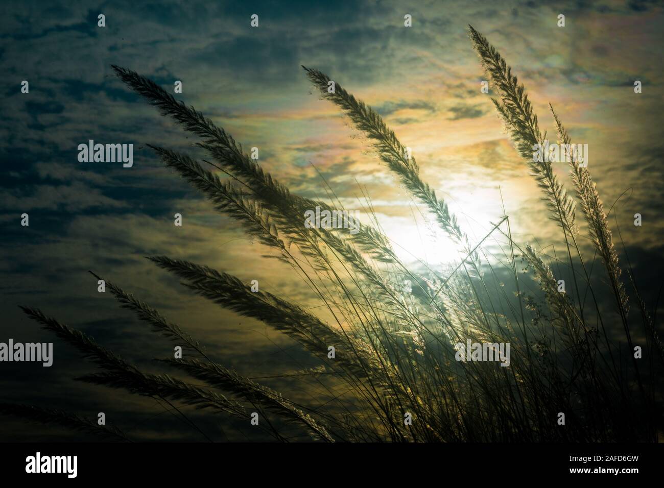 Chaton fleurs, herbe Kans (S. spontaneum) ou Kashful (en bengali) avec une belle lumière à Moody, Chandpur, Bangladesh. Banque D'Images