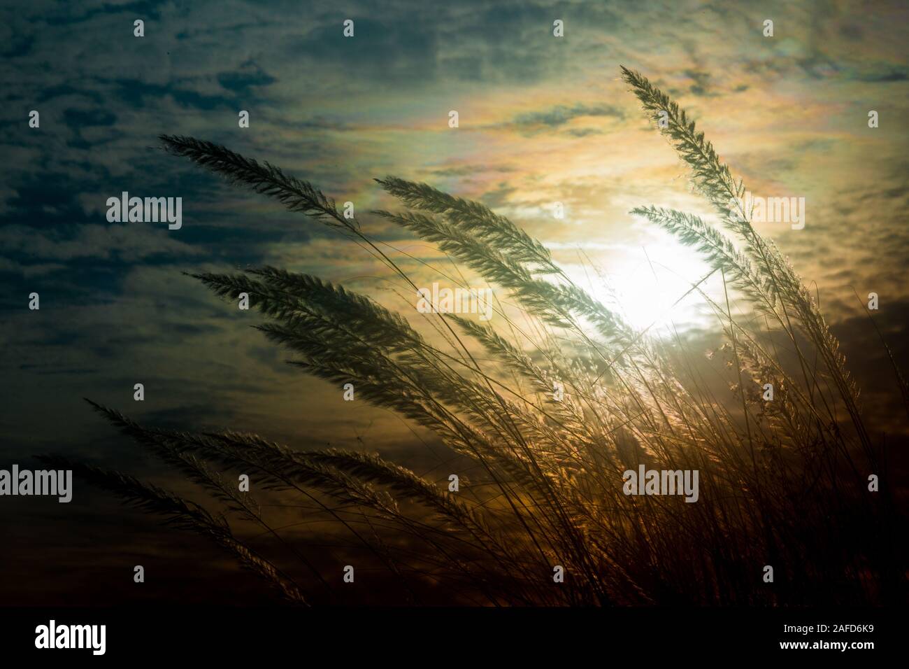 Chaton fleurs, herbe Kans (S. spontaneum) ou Kashful (en bengali) avec magnifique coucher du soleil à Chandpur, au Bangladesh. Banque D'Images