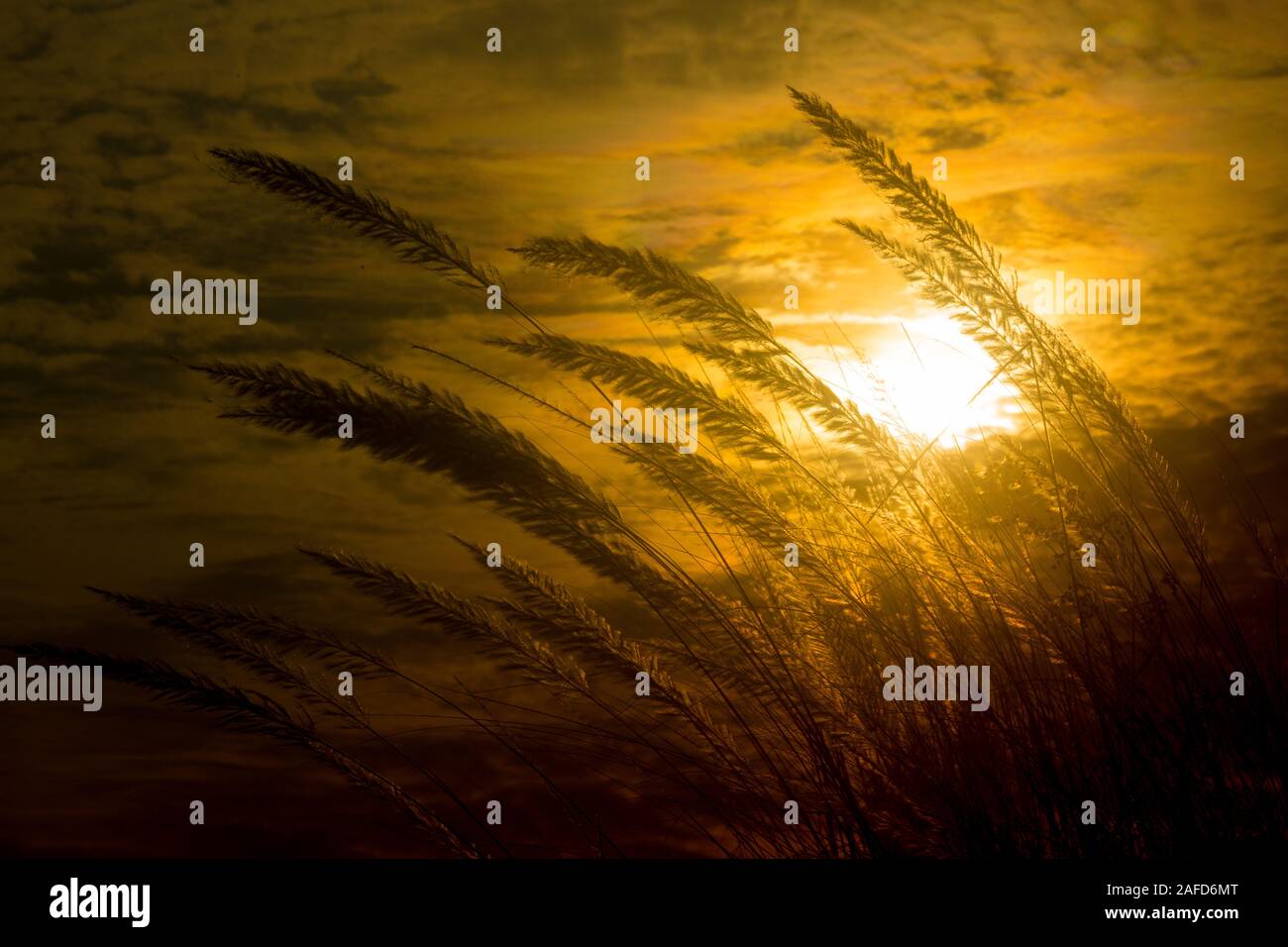 Chaton fleurs, herbe Kans (S. spontaneum) ou Kashful (en bengali) avec magnifique coucher du soleil à Chandpur, au Bangladesh. Banque D'Images