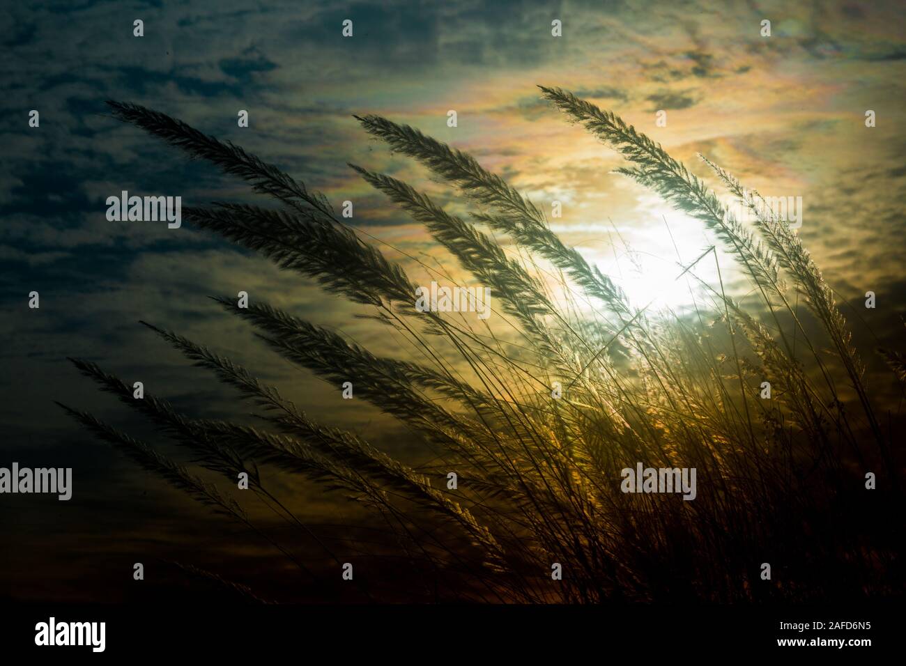 Chaton fleurs, herbe Kans (S. spontaneum) ou Kashful (en bengali) avec magnifique coucher du soleil à Chandpur, au Bangladesh. Banque D'Images