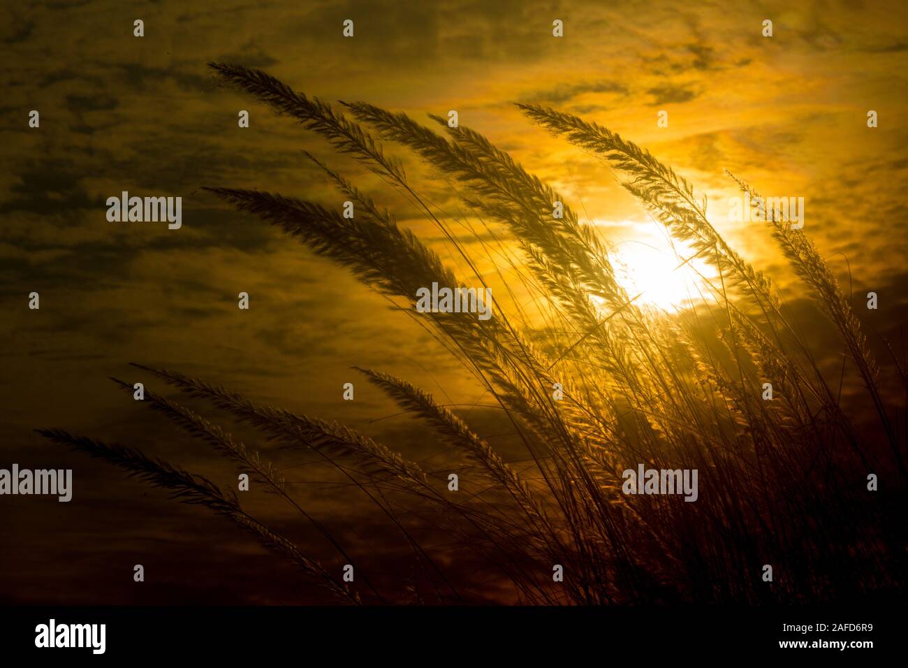 Chaton fleurs, herbe Kans (S. spontaneum) ou Kashful (en bengali) avec magnifique coucher du soleil à Chandpur, au Bangladesh. Banque D'Images