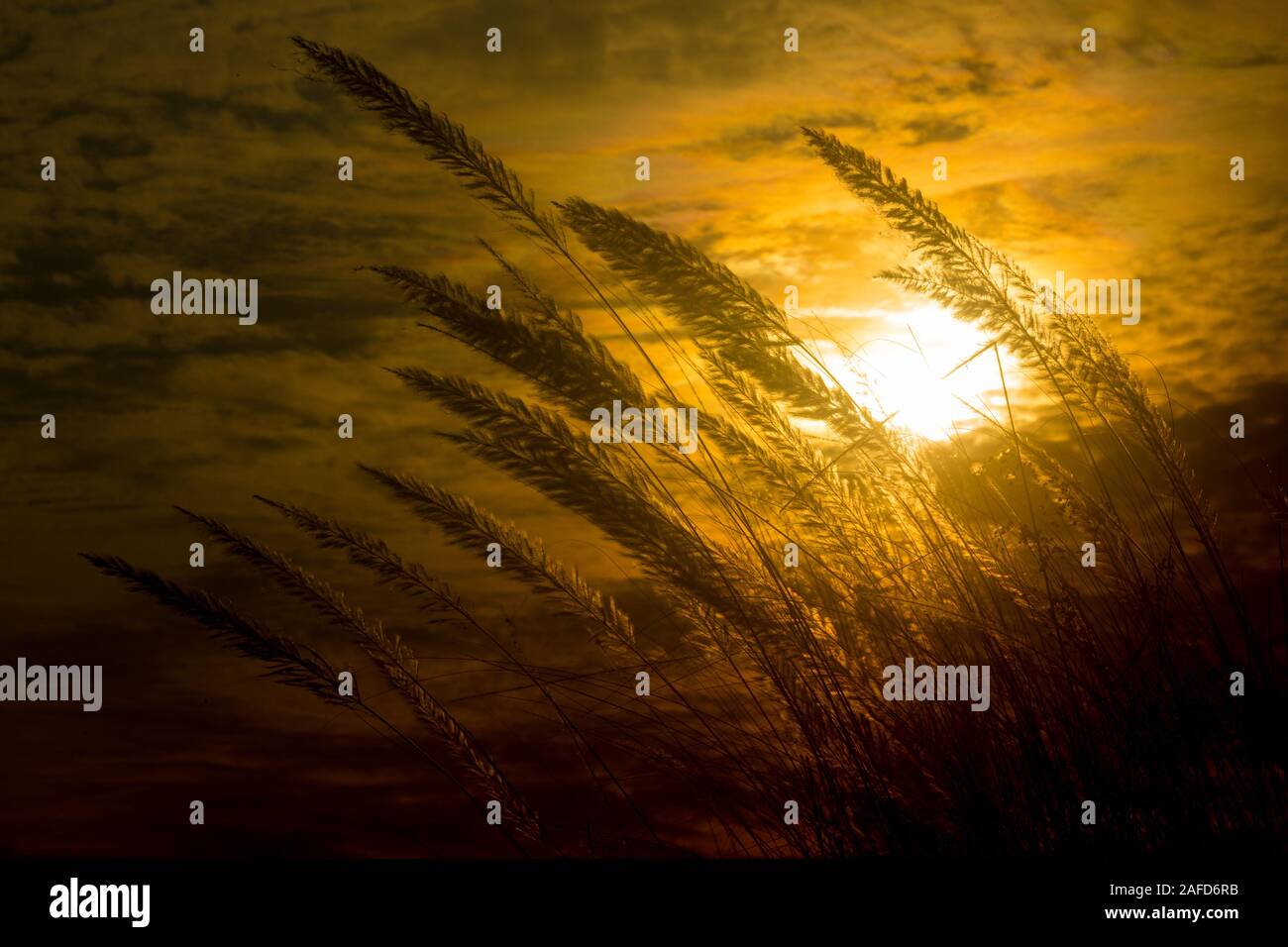 Chaton fleurs, herbe Kans (S. spontaneum) ou Kashful (en bengali) avec magnifique coucher du soleil à Chandpur, au Bangladesh. Banque D'Images