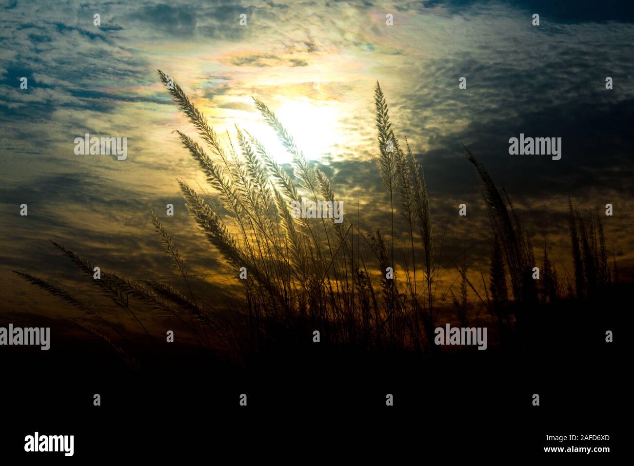 Chaton fleurs, herbe Kans (S. spontaneum) ou Kashful (en bengali) avec une belle lumière à Moody, Chandpur, Bangladesh. Banque D'Images