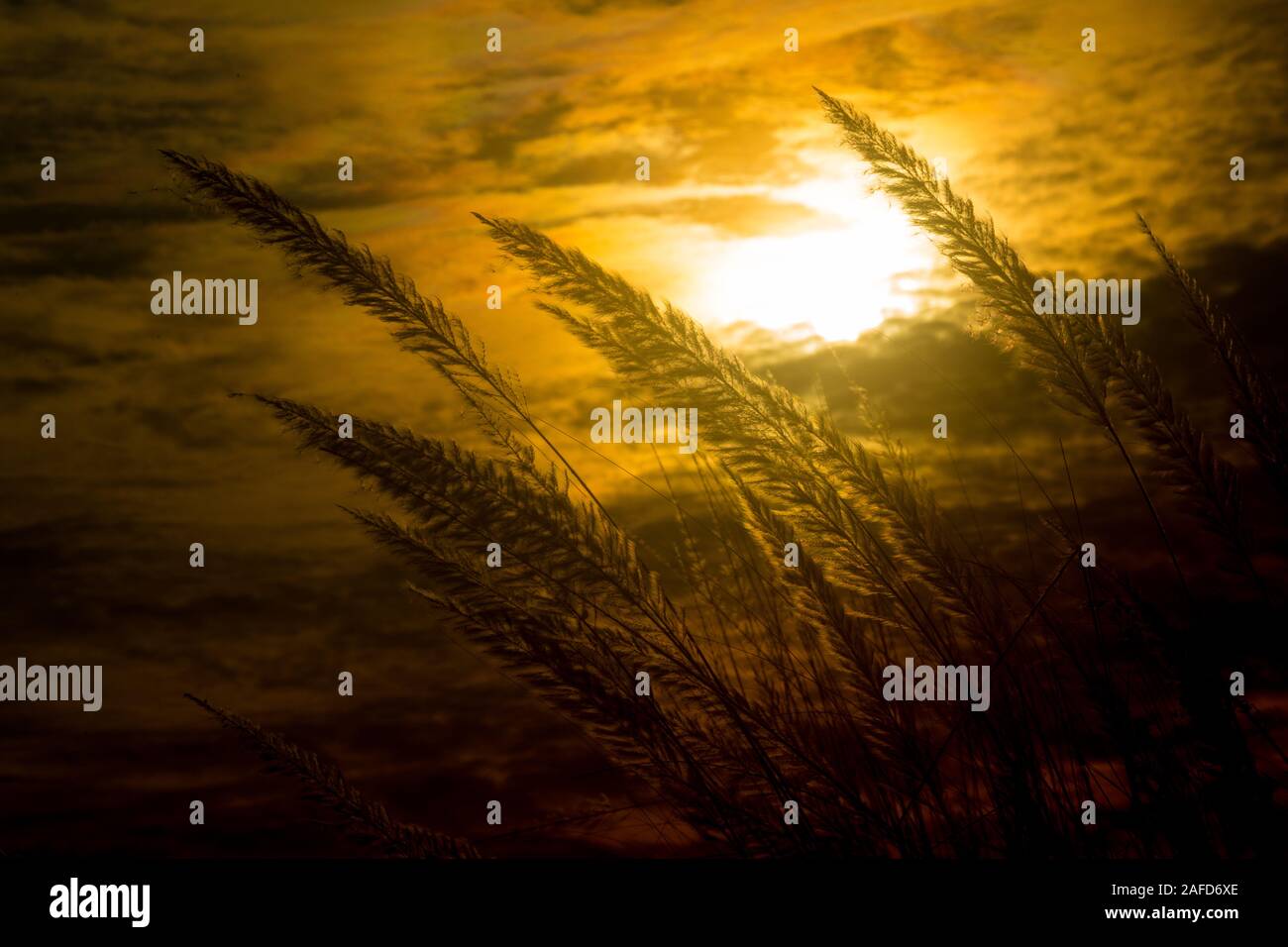 Chaton fleurs, herbe Kans (S. spontaneum) ou Kashful (en bengali) avec magnifique coucher du soleil à Chandpur, au Bangladesh. Banque D'Images