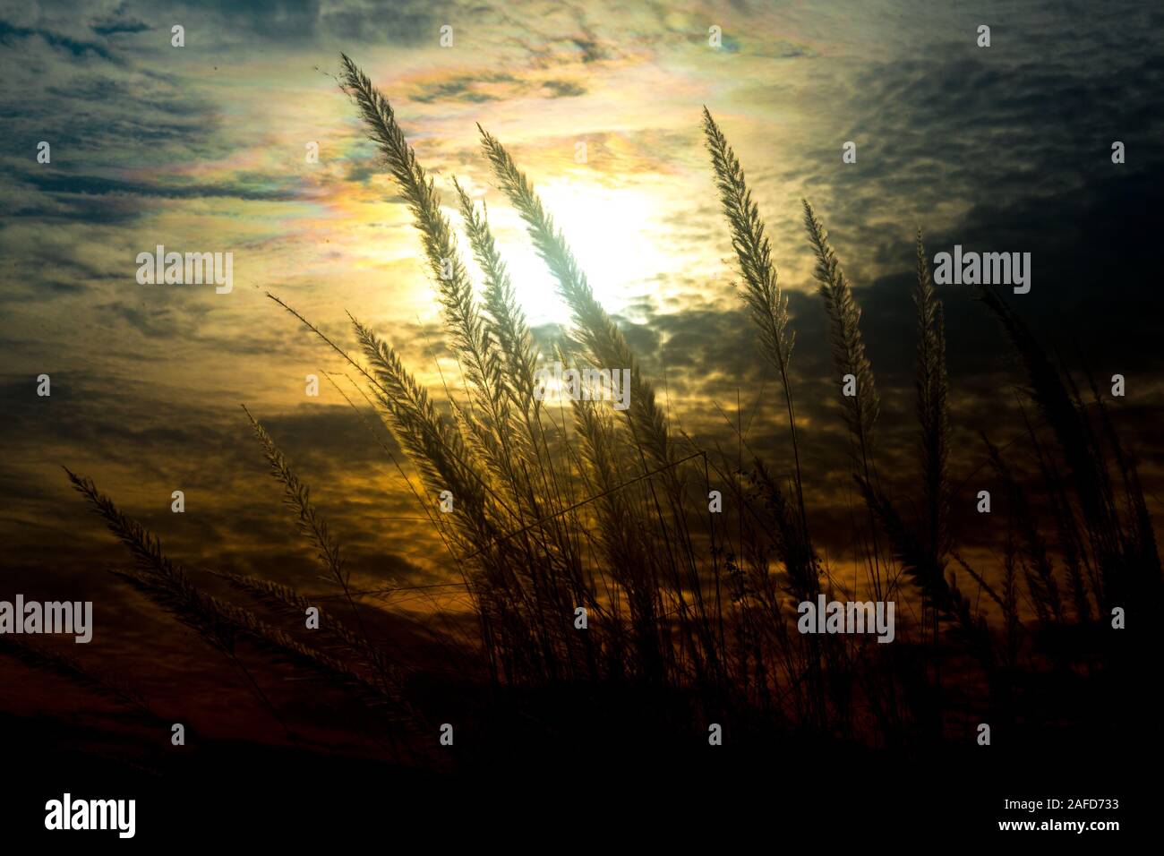 Chaton fleurs, herbe Kans (S. spontaneum) ou Kashful (en bengali) avec une belle lumière à Moody, Chandpur, Bangladesh. Banque D'Images