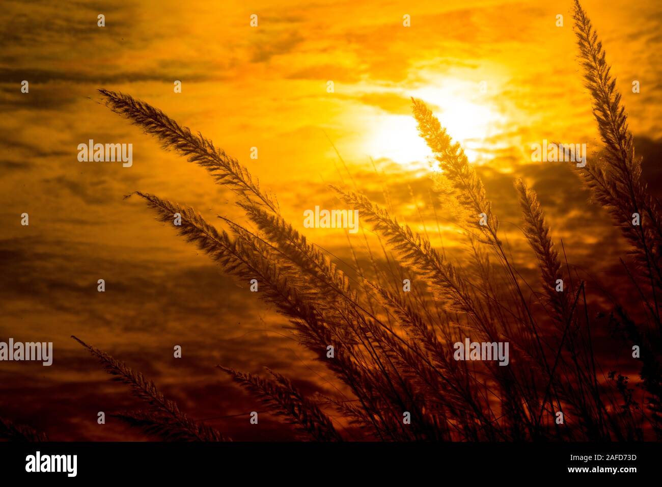 Chaton fleurs, herbe Kans (S. spontaneum) ou Kashful (en bengali) avec magnifique coucher du soleil à Chandpur, au Bangladesh. Banque D'Images