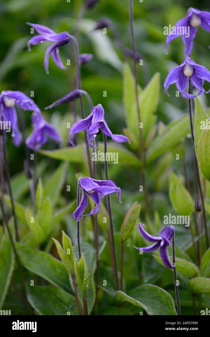 Clematis integrifolia,Non,non,twining escalade escalade,brouillant,fleurs,fleurs,bleu,fleurs,fleurs vivaces RM Banque D'Images