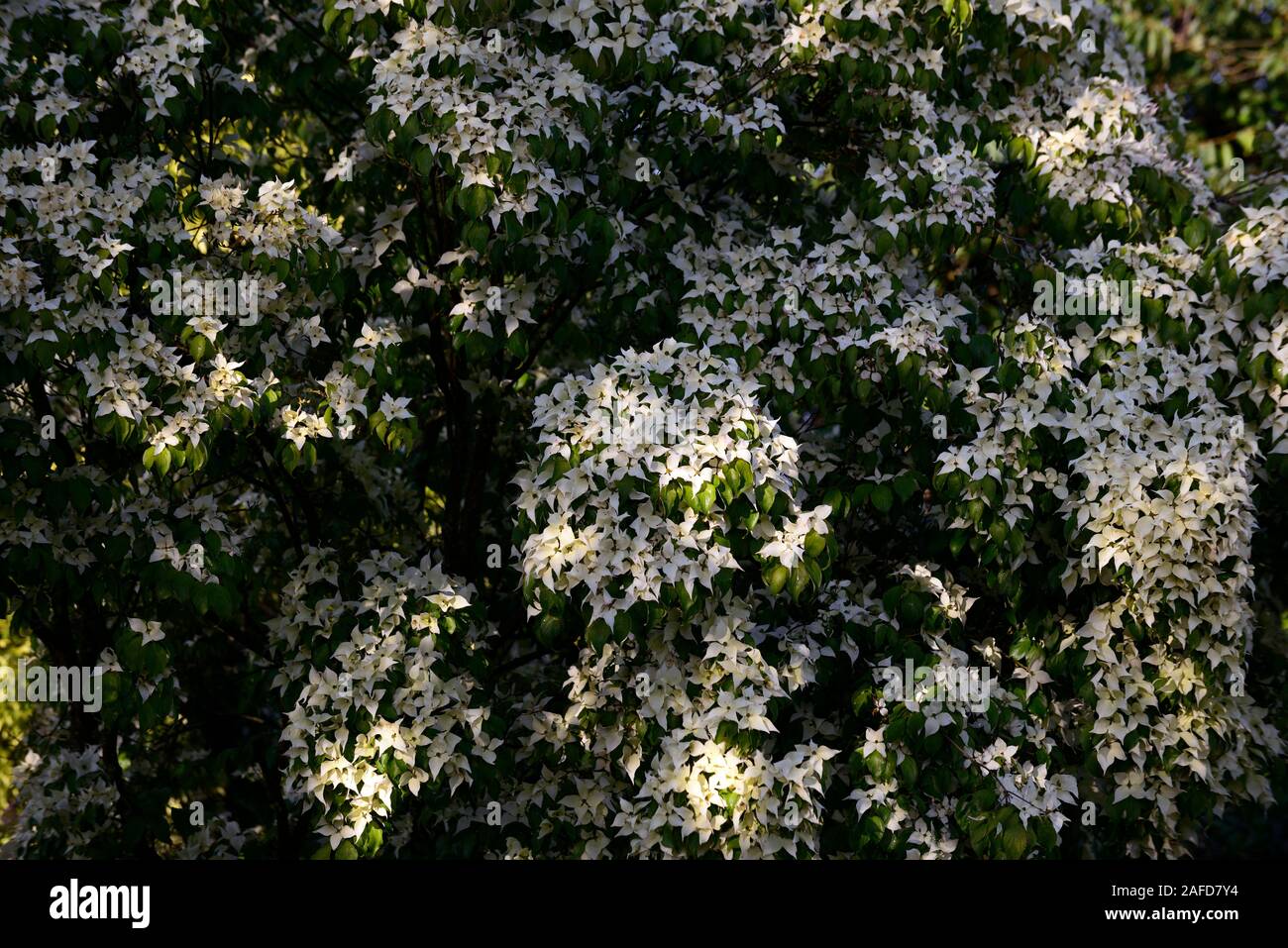 Cornus kousa milky way,,cornouiller cornouiller,arbres,cornus kousa chinensis var,blanc,fleurs,aga,fleurs,fleurs floral RM Banque D'Images