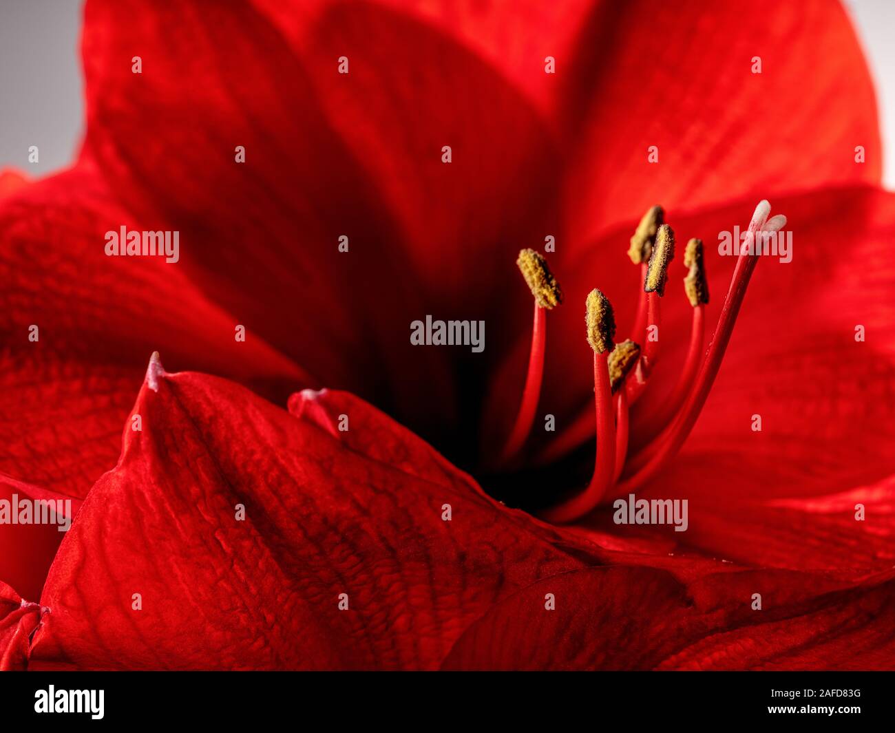 Close Up Studio de fleur Amaryllis rouge Banque D'Images