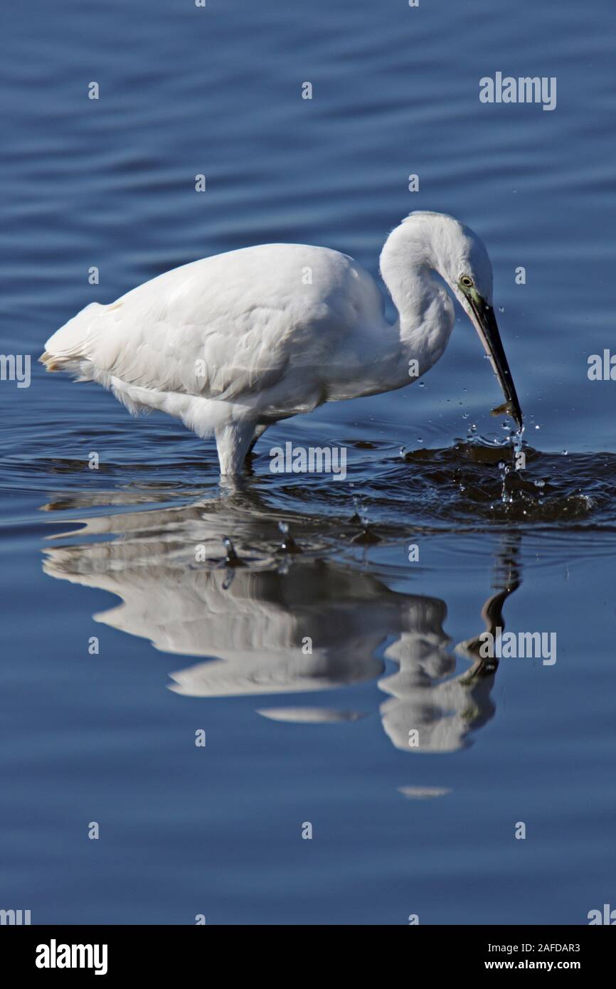 Aigrette garzette (Egretta garzetta) pêche, UK. Banque D'Images