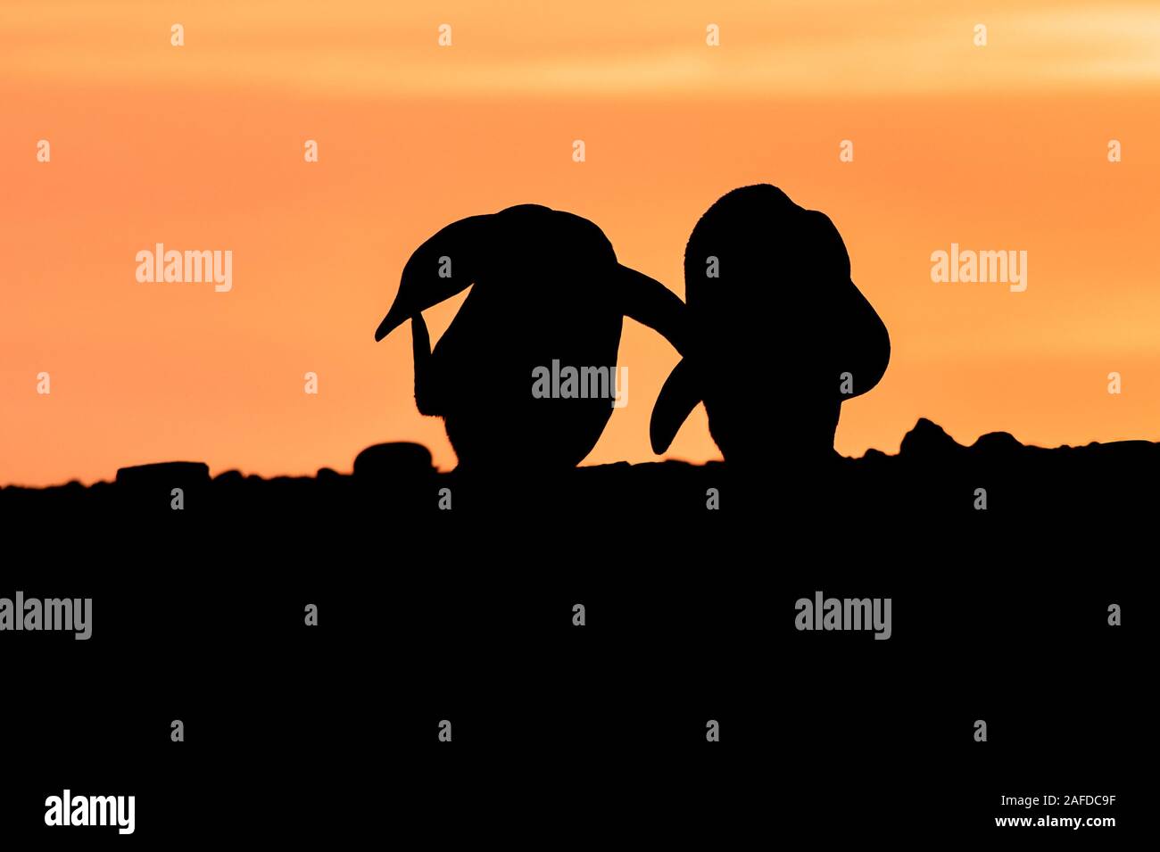 Silhouettes dans une colonie de manchots Gentoo sur l'île de Sea Lion, Îles Falkland Banque D'Images