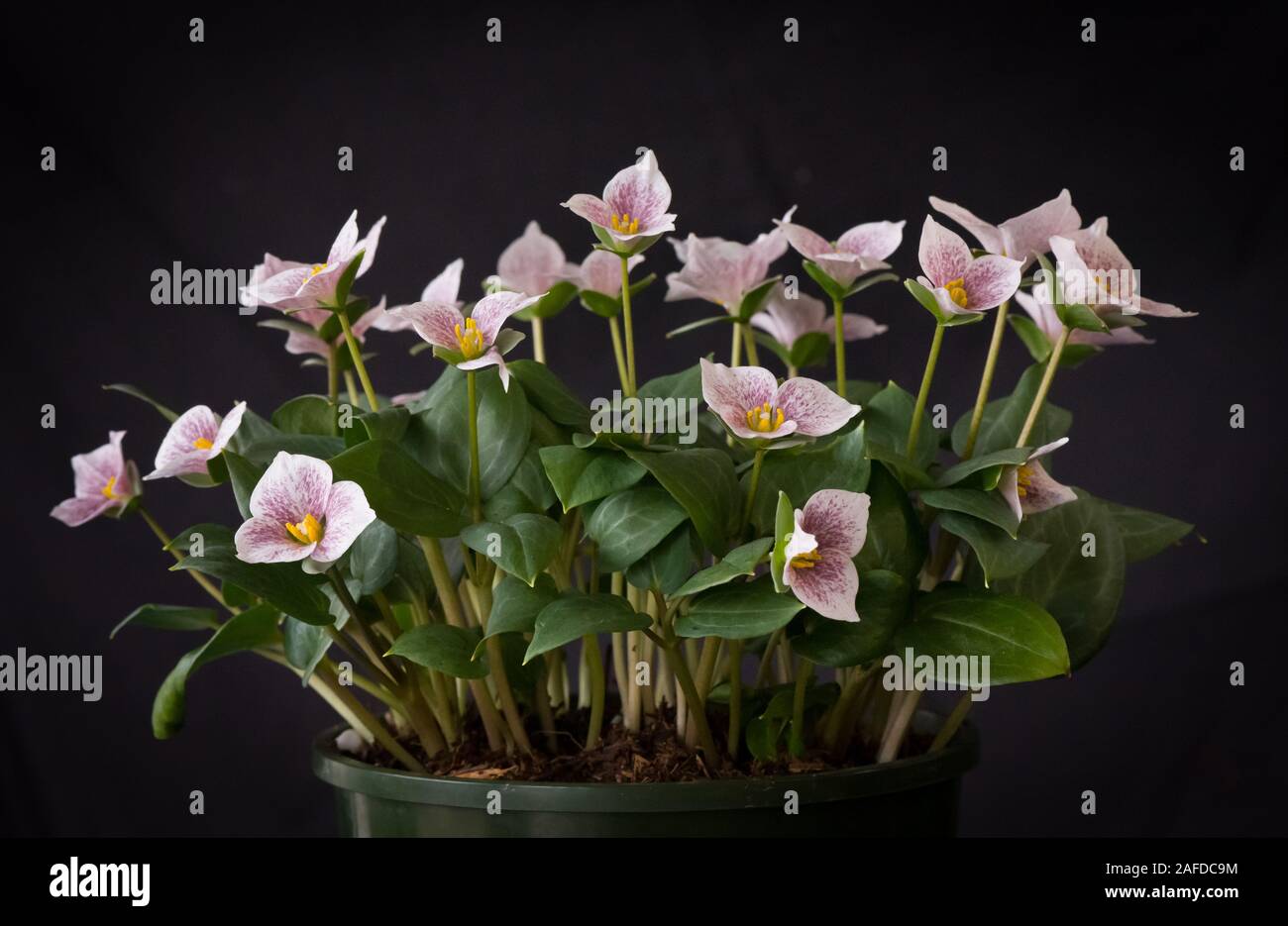 Trillium rivale Banque D'Images