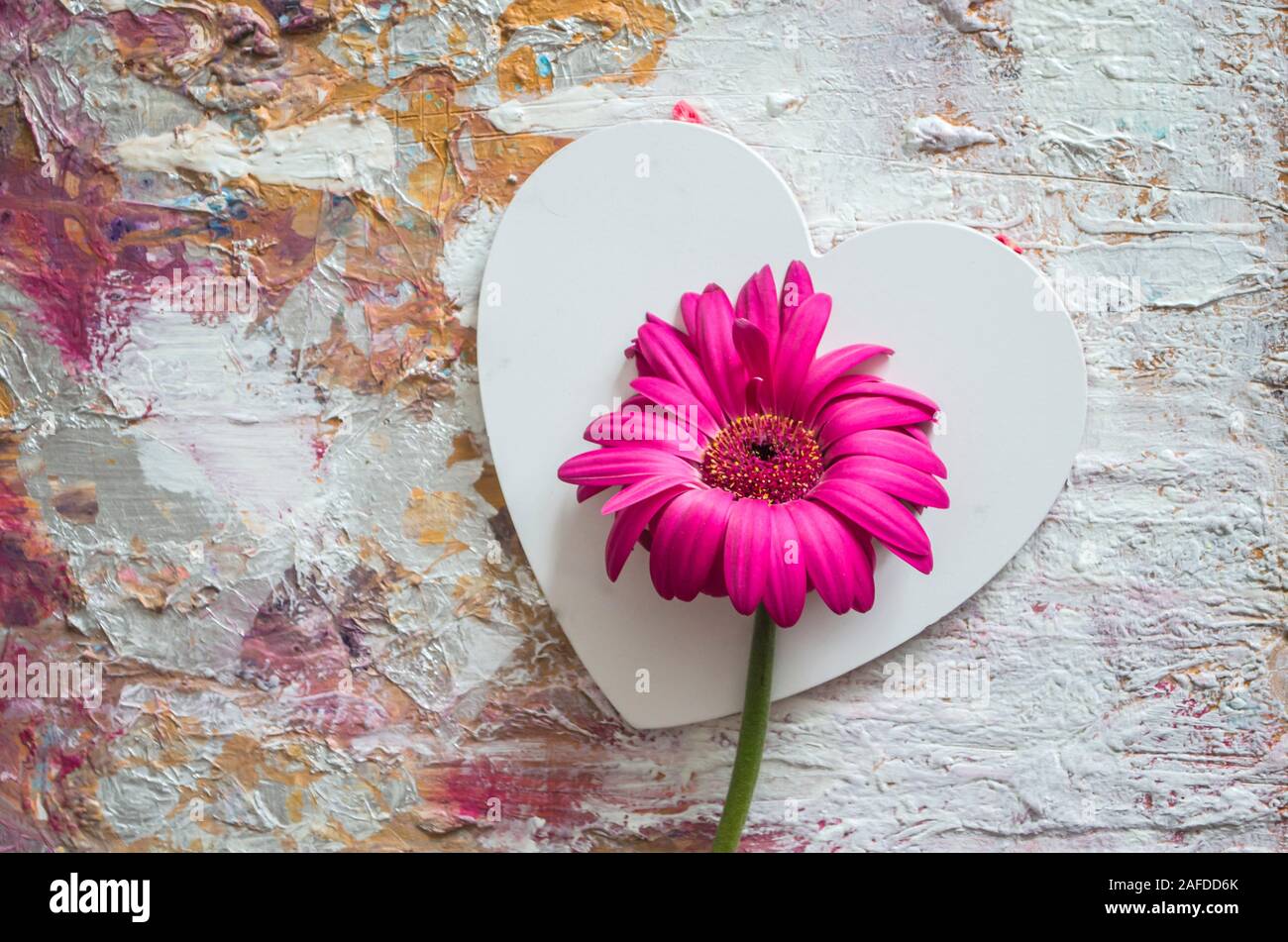 Gerbera rose sur fond de coeurs blancs. Texture background. Concept de la Saint Valentin. Banque D'Images