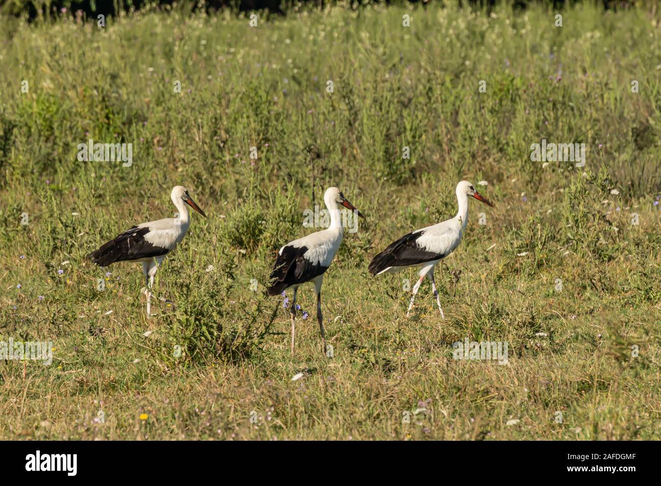 Cigogne blanche, Ciconia ciconia, grand oiseau, largement répandue. Son plumage est principalement blanc, avec sur ses ailes noires. Animalia, Chordata, Aves, CIC Banque D'Images