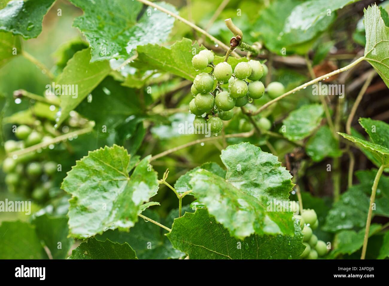 Vert Vert grappe en jour de pluie avec des gouttes d'eau sur les feuilles, closeup Banque D'Images